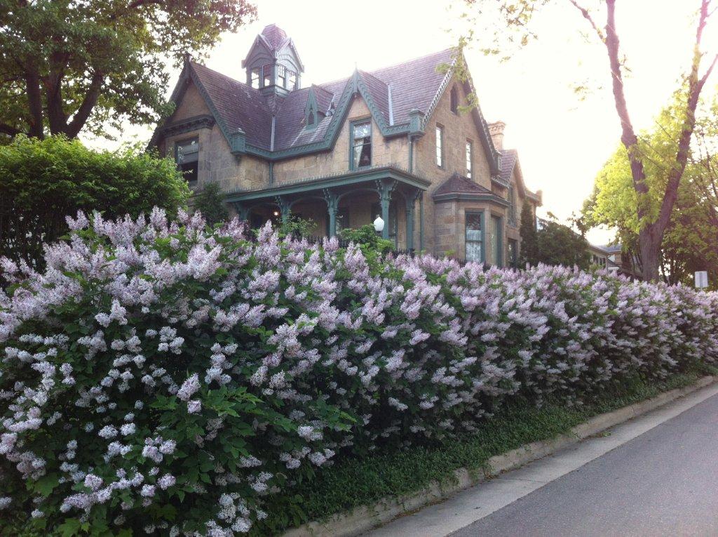 May also graced us with the fragrance and beauty of the lilacs on Livingston Street. This photo was taken by Jacqui Harman, daughter of the Harman family who resided in our house for the latter half of the 20th century.